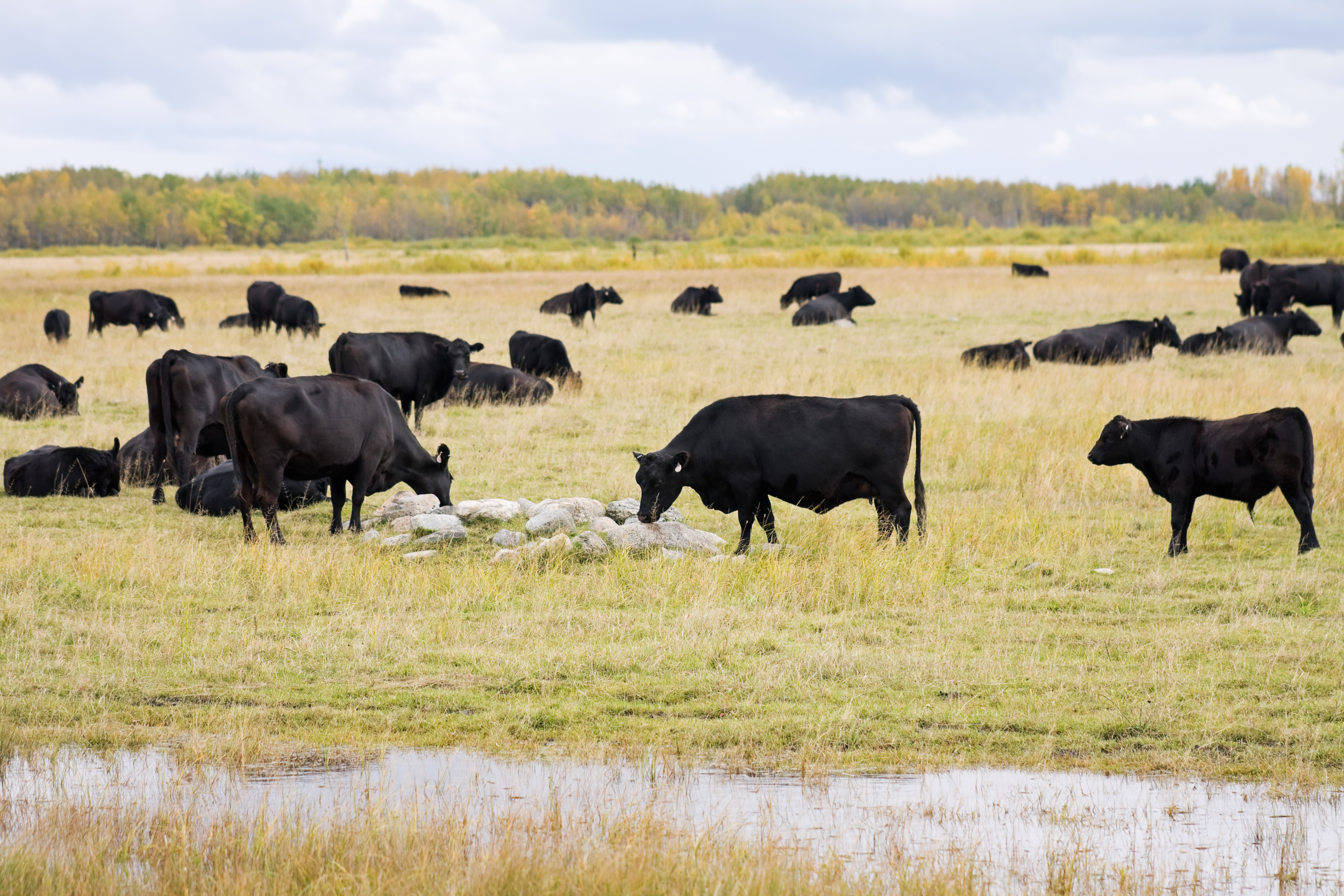 Black Angus cattle herd grazing across open pasture